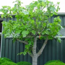 Vijg Als Solitair (Ficus Carica) 14 Vijg Als Solitair (Ficus Carica) -Tuin Puur Verkoop 20101215111658 7