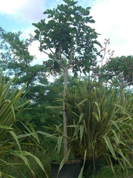 Vijgenboom (Ficus Carica) 3 Vijgenboom (Ficus Carica)
