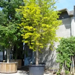 Geelbladige Christusdoorn (Gleditsia Triacanthos 'Sunburst') -Tuin Puur Verkoop 20101215121405 13