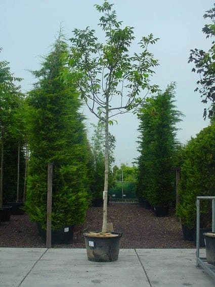 Walnotenboom (Juglans Regia) 3 Walnotenboom (Juglans Regia)