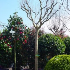 Roze Lagerstroemia Als Boom (Lagerstroemia Indica) 23 Roze Lagerstroemia Als Boom (Lagerstroemia Indica) -Tuin Puur Verkoop 20101216134719 9