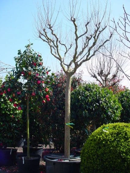 Roze Lagerstroemia Als Boom (Lagerstroemia Indica) 6 Roze Lagerstroemia Als Boom (Lagerstroemia Indica) - Afbeelding 4