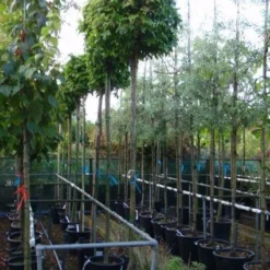 Amberboom (Liquidambar 'Gum Ball') 29 Amberboom (Liquidambar 'Gum Ball') -Tuin Puur Verkoop 20101217121247 10