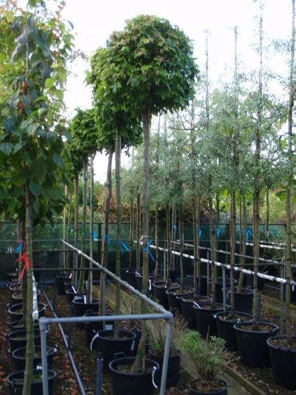 Amberboom (Liquidambar 'Gum Ball') 11 Amberboom (Liquidambar 'Gum Ball') - Afbeelding 9