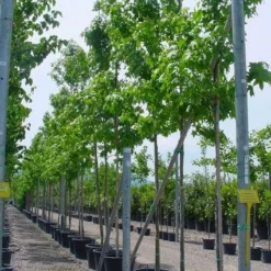 Amberboom (Liquidambar Styraciflua) 29 Amberboom (Liquidambar Styraciflua) -Tuin Puur Verkoop 20101217122417 20