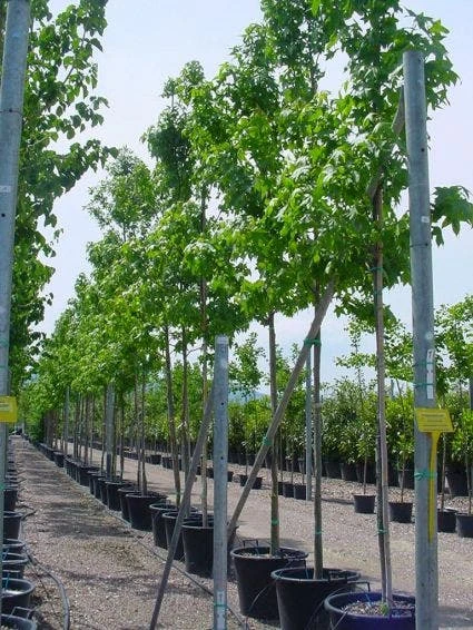 Amberboom (Liquidambar Styraciflua) 11 Amberboom (Liquidambar Styraciflua) - Afbeelding 9