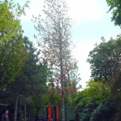 Amberboom (Liquidambar Styraciflua) 27 Amberboom (Liquidambar Styraciflua) -Tuin Puur Verkoop 20101217122442 20