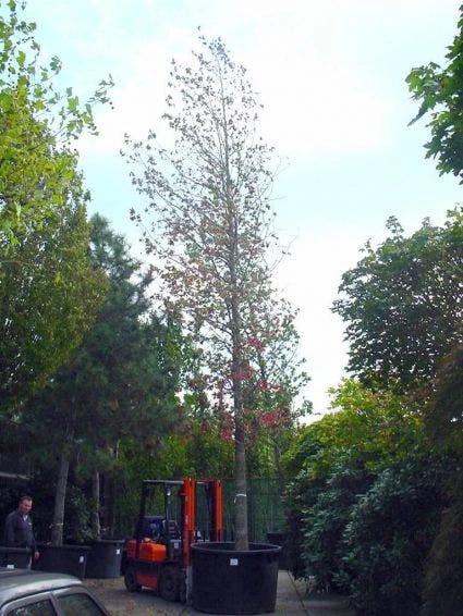 Amberboom (Liquidambar Styraciflua) 9 Amberboom (Liquidambar Styraciflua) - Afbeelding 7