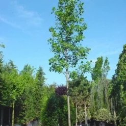 Tulpenboom (Liriodendron Tulipifera) -Tuin Puur Verkoop 20101217143606 14