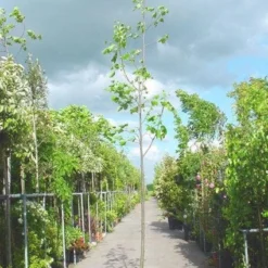 Tulpenboom (Liriodendron Tulipifera) -Tuin Puur Verkoop 20101217143638 14