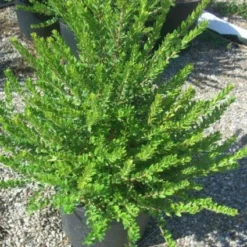 Dwergmirte (Myrtus Communis 'Tarentina') -Tuin Puur Verkoop 20101217172218 2