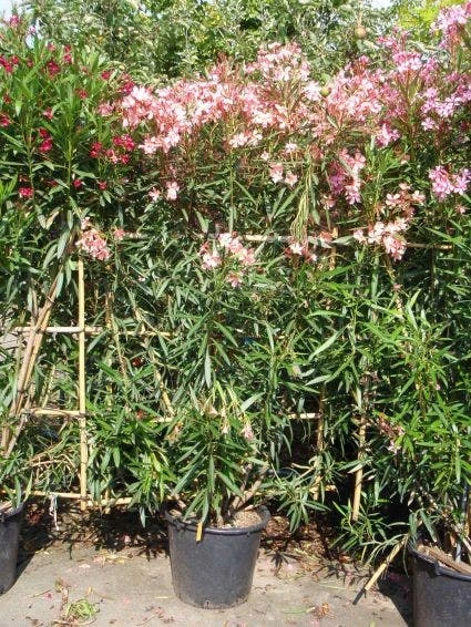 Oleander Als Leivorm (Nerium Oleander) 4 Oleander Als Leivorm (Nerium Oleander) - Afbeelding 2