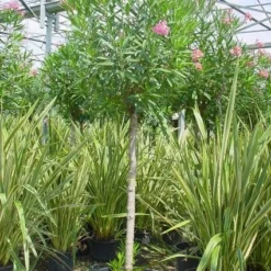 Oleander Als Boom (Nerium Oleander) -Tuin Puur Verkoop 20101220114122 5