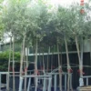 Olijfboom (Olea Europaea ) 1 Olijfboom (Olea Europaea ) -Tuin Puur Verkoop 20101220124109 9
