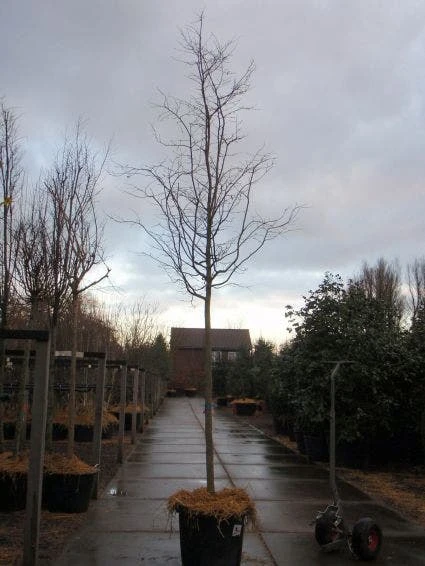 Perzisch IJzerhout Als Boom (Parrotia Persica) 4 Perzisch IJzerhout Als Boom (Parrotia Persica) - Afbeelding 2