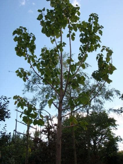Anna Paulownaboom (Paulownia Tomentosa) 4 Anna Paulownaboom (Paulownia Tomentosa) - Afbeelding 2