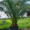 Canarische Dadelpalm (Phoenix Canariensis) -Tuin Puur Verkoop 20101220144445 10