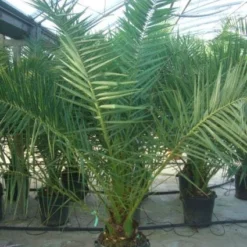 Canarische Dadelpalm (Phoenix Canariensis) -Tuin Puur Verkoop 20101220144503 10