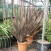 Nieuw Zeelands Vlas (Phormium Tenax 'Purpureum') -Tuin Puur Verkoop 20101220145115 7