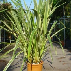 Nieuw Zeelands Vlas (Phormium Tenax 'Variegatum') 7 Nieuw Zeelands Vlas (Phormium Tenax 'Variegatum') -Tuin Puur Verkoop 20101220145314 8