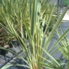 Nieuw Zeelands Vlas (Phormium Tenax 'Variegatum') -Tuin Puur Verkoop 20101220145332 8