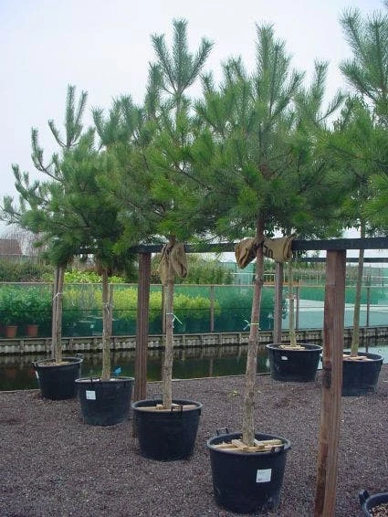 Oostenrijkse Den Als Boom (Pinus Nigra Nigra) 5 Oostenrijkse Den Als Boom (Pinus Nigra Nigra) - Afbeelding 3