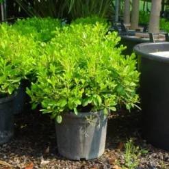 Australische Laurier (Pittosporum Tobira 'Nanum') -Tuin Puur Verkoop 20101221141255 8