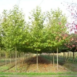 Plataan (Platanus Hispanica) 15 Plataan (Platanus Hispanica) -Tuin Puur Verkoop 20101221145113 13