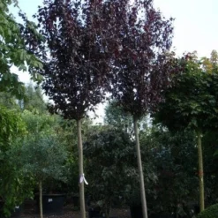 Rode Kerspruim Als Boom (Prunus Cerasifera 'Nigra') 15 Rode Kerspruim Als Boom (Prunus Cerasifera 'Nigra') -Tuin Puur Verkoop 20101221154922 16