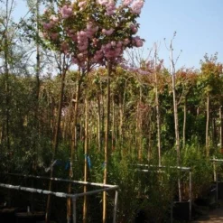 Japanse Sierkers (Prunus Serrulata 'Kanzan') 11 Japanse Sierkers (Prunus Serrulata 'Kanzan') -Tuin Puur Verkoop 20101222164034 16