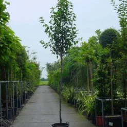 Chinese Sierpeer (Pyrus Calleryana 'Chanticleer') 15 Chinese Sierpeer (Pyrus Calleryana 'Chanticleer') -Tuin Puur Verkoop 20101224151019 19