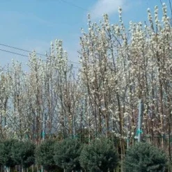 Chinese Sierpeer (Pyrus Calleryana 'Chanticleer') 18 Chinese Sierpeer (Pyrus Calleryana 'Chanticleer') -Tuin Puur Verkoop 20101224151150 19