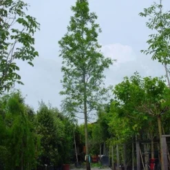 Moeraseik (Quercus Palustris)