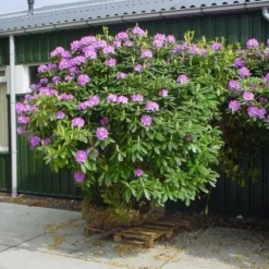 Rhododendron (Rhododendron Catawbiense 'Grandiflorum') 18 Rhododendron (Rhododendron Catawbiense 'Grandiflorum') -Tuin Puur Verkoop 20101227172716 13