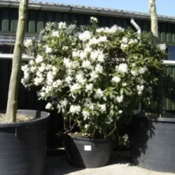 Rhododendron (Rhododendron 'Cunningham White') 36 Rhododendron (Rhododendron 'Cunningham White') -Tuin Puur Verkoop 20101227172754 8