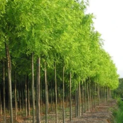 Gele Acacia (Robinia Pseudoacacia 'Frisia') -Tuin Puur Verkoop 20101228115713 12