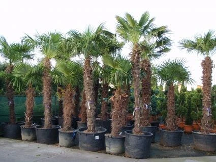 Winterharde Palm (Trachycarpus Fortunei) 5 Winterharde Palm (Trachycarpus Fortunei) - Afbeelding 3