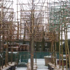 Sierappel Als Leiboom (Malus 'Red Sentinel') 9 Sierappel Als Leiboom (Malus 'Red Sentinel') -Tuin Puur Verkoop 20110105105309 5