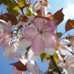 Sierappel Als Leiboom (Malus 'Rudolf') 7 Sierappel Als Leiboom (Malus 'Rudolf') -Tuin Puur Verkoop 20110201105708 3