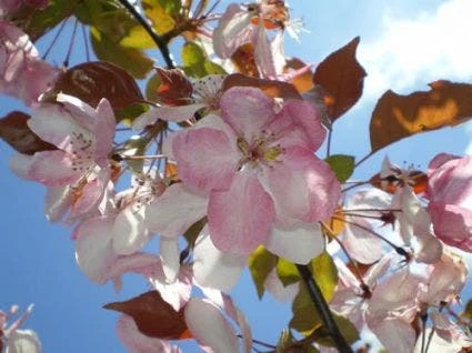 Sierappel Als Leiboom (Malus 'Rudolf') 5 Sierappel Als Leiboom (Malus 'Rudolf') - Afbeelding 3