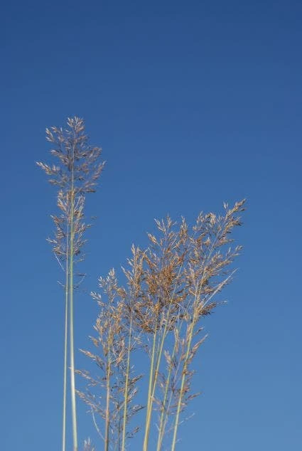 Diamantgras (Calamagrostis Brachytricha) 2 Diamantgras (Calamagrostis Brachytricha)