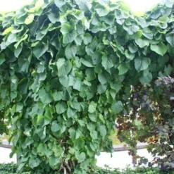 Duitse Pijp (Aristolochia Macropylla) -Tuin Puur Verkoop 20110731133730 3