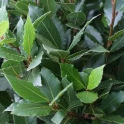 Echte Laurier Op Stam (Laurus Nobilis) -Tuin Puur Verkoop 20110822170724 4