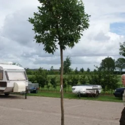 Aardbeiboom (Arbutus Unedo) 8 Aardbeiboom (Arbutus Unedo) -Tuin Puur Verkoop 20110822171531 4