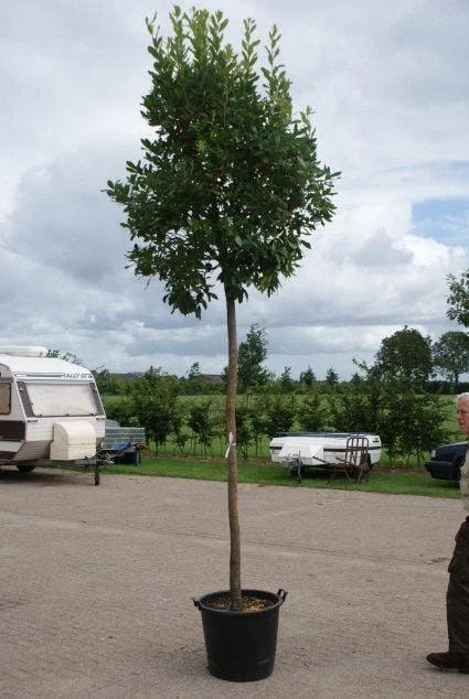 Aardbeiboom (Arbutus Unedo) 5 Aardbeiboom (Arbutus Unedo) - Afbeelding 3