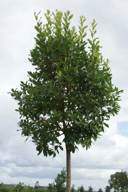 Aardbeiboom (Arbutus Unedo) 4 Aardbeiboom (Arbutus Unedo) - Afbeelding 2