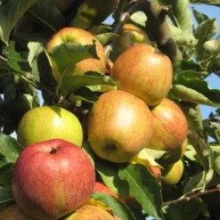 Appelboom (Malus Domestica ) -Tuin Puur Verkoop 20110905151704 5