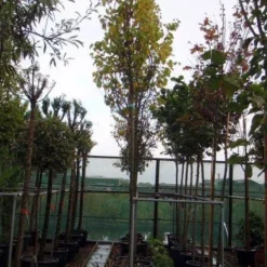 Judasboom (Cercis Siliquastrum) -Tuin Puur Verkoop 20120110164015 10