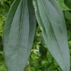 Bosrank, Groenblijvend (Clematis Armandii) 10 Bosrank, Groenblijvend (Clematis Armandii) -Tuin Puur Verkoop 20120211132337 5