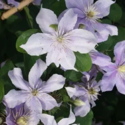Bosrank (Clematis 'Justa') -Tuin Puur Verkoop 20120211142234 1
